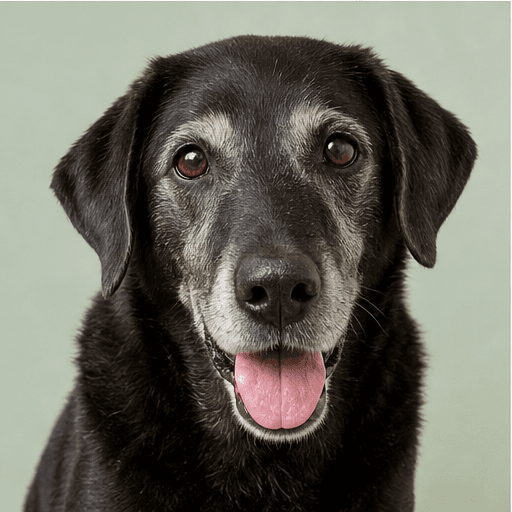 Bruno, a Labrador mix available for adoption